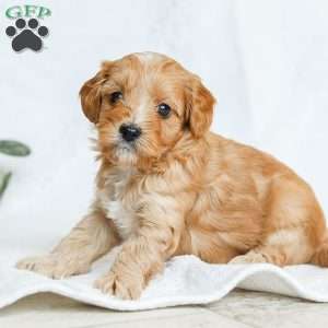 Millie F1b, Cavapoo Puppy